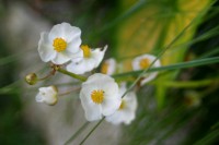 /album/daniele-bouland-hecquet/fleurs-blanches-jpeg/